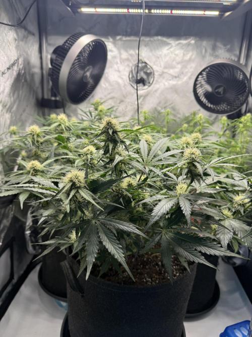 Thiny. Week 8