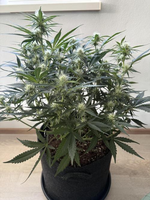 Thiny. Week 8