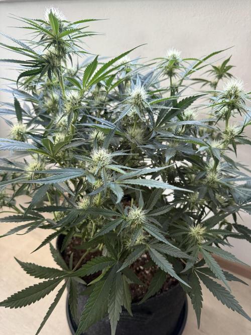 Thiny. Week 8