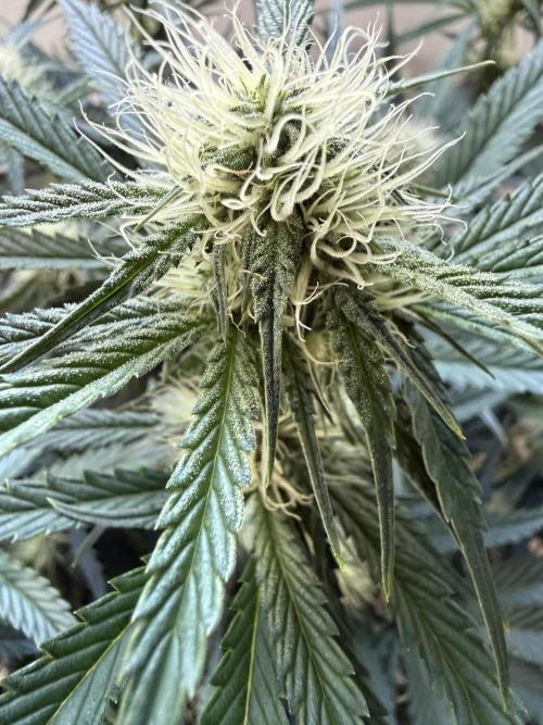 Thiny. Week 8