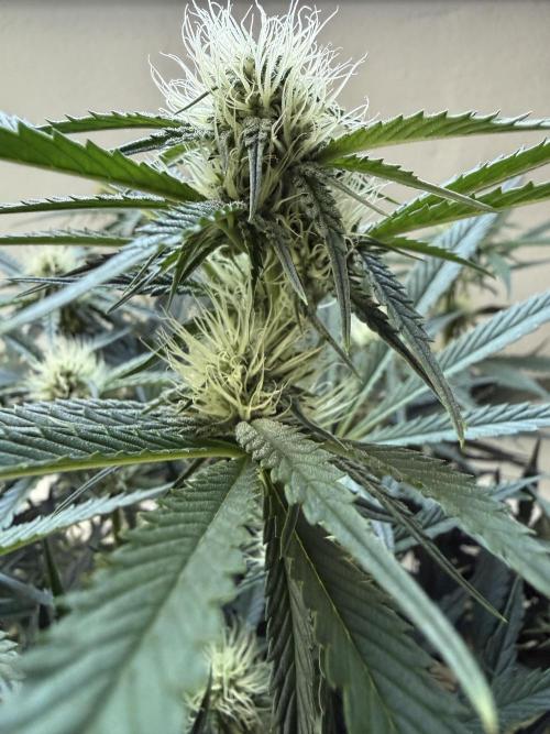 Thiny. Week 8