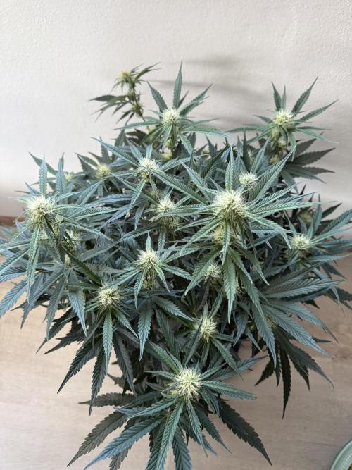 Thiny. Week 8