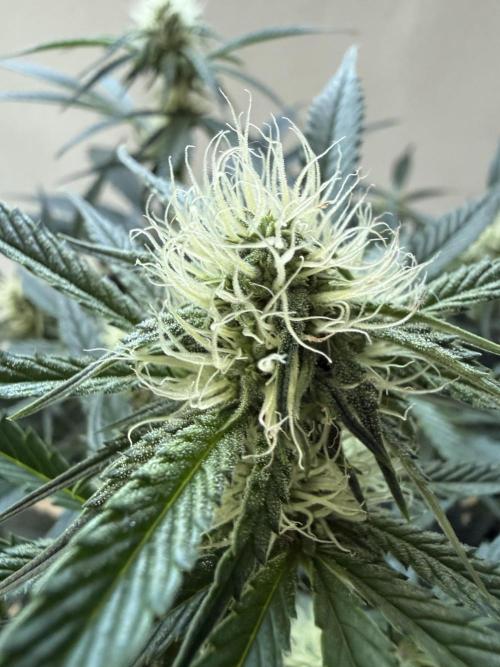 Thiny. Week 8