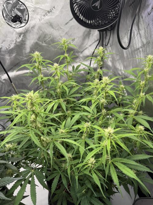 Lilly. Week 8