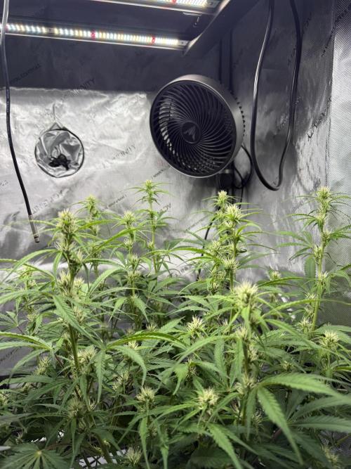 Lilly. Week 8