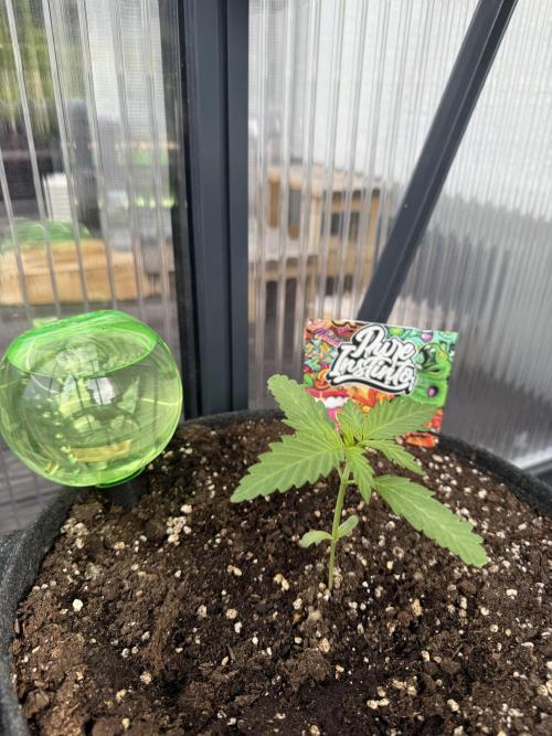Keksiiiiii. Week 3