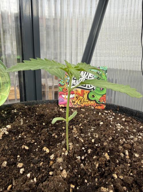Keksiiiiii. Week 3