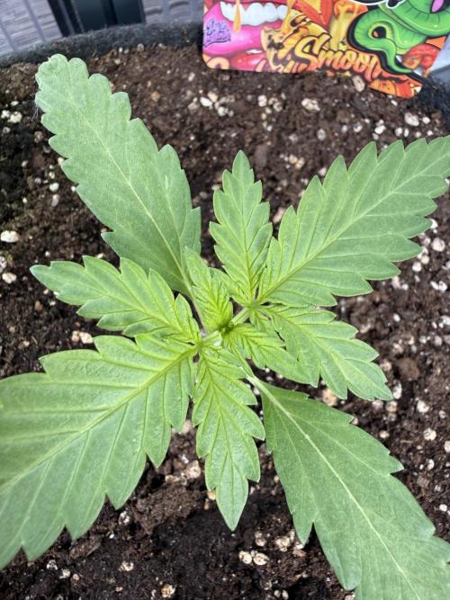 Strawberry Shortcake autoflower. Week 3