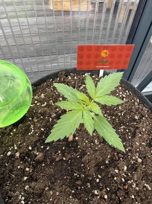 Psychedelic. Week 3