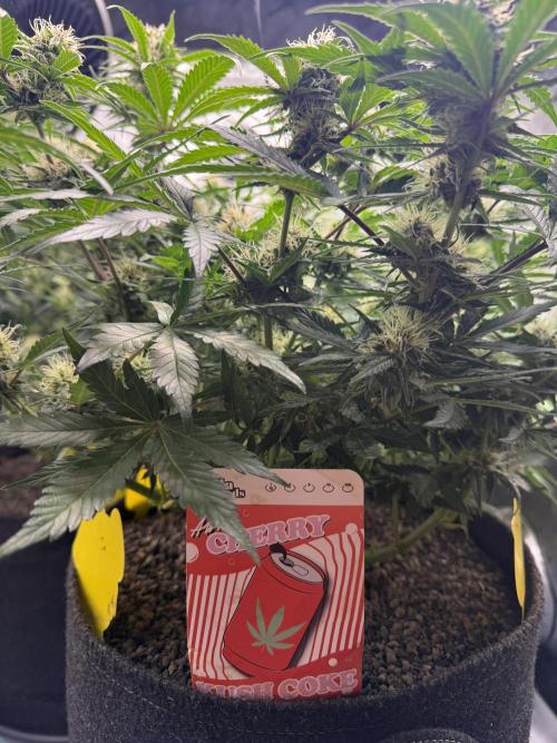 Cherry Kush. Week 9