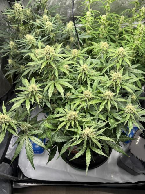 Cherry Kush. Week 9