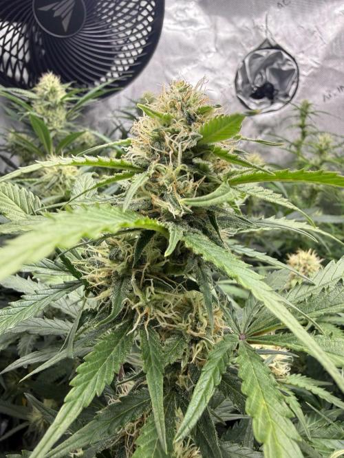 Cherry Kush. Week 9