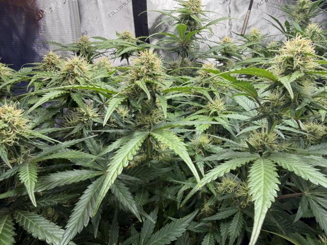 Cherry Kush. Week 9