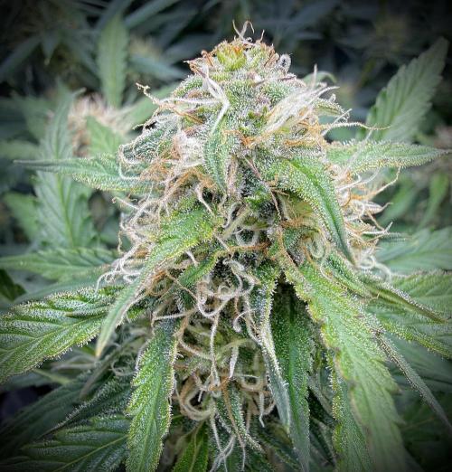 Cherry Kush. Week 9