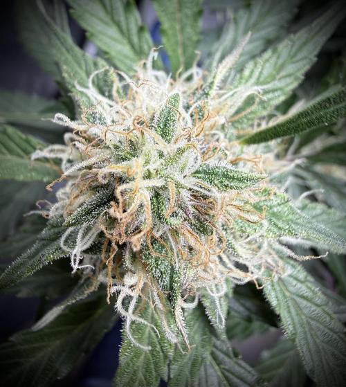 Cherry Kush. Week 9