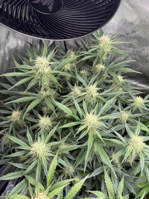Thiny. Week 9