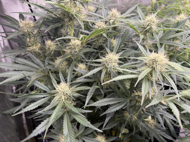 Thiny. Week 9