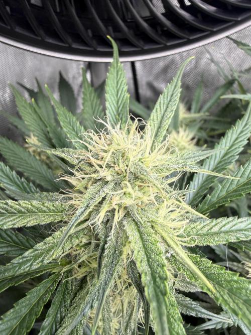 Thiny. Week 9