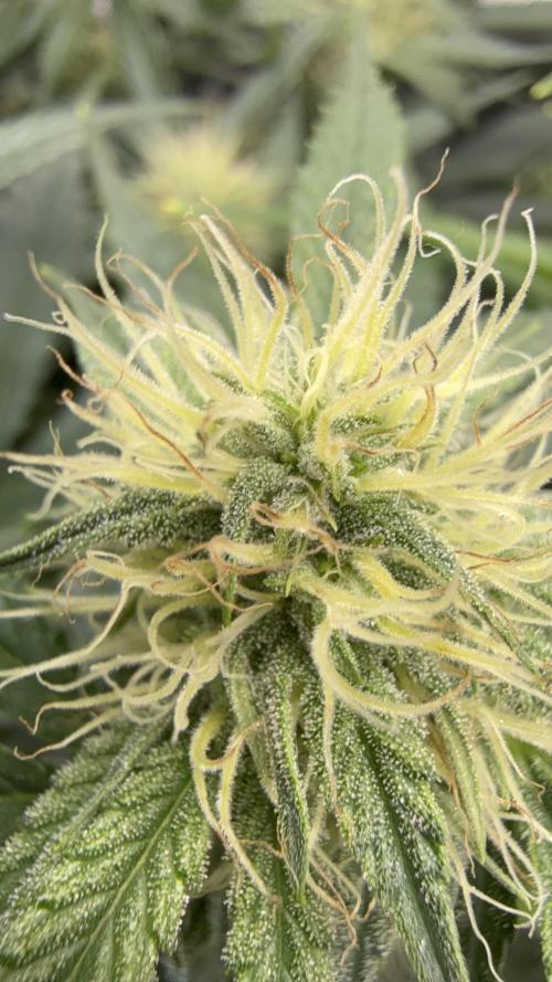 Thiny. Week 9