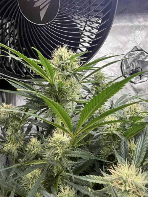 Thiny. Week 9