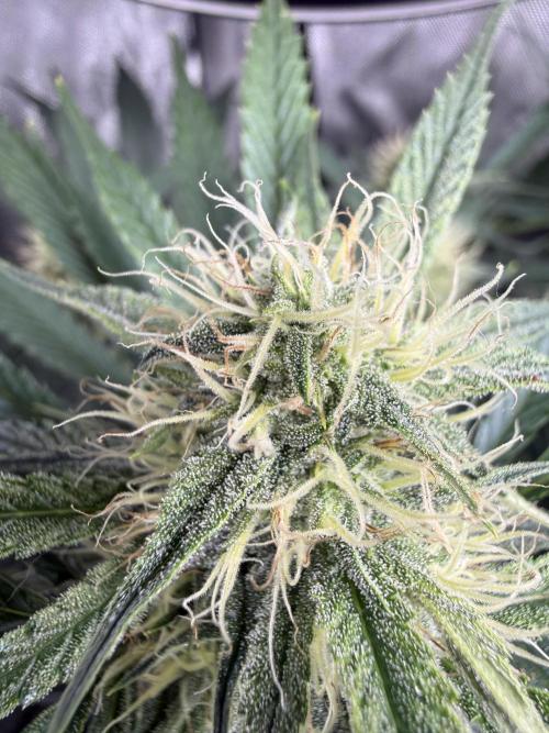 Thiny. Week 9