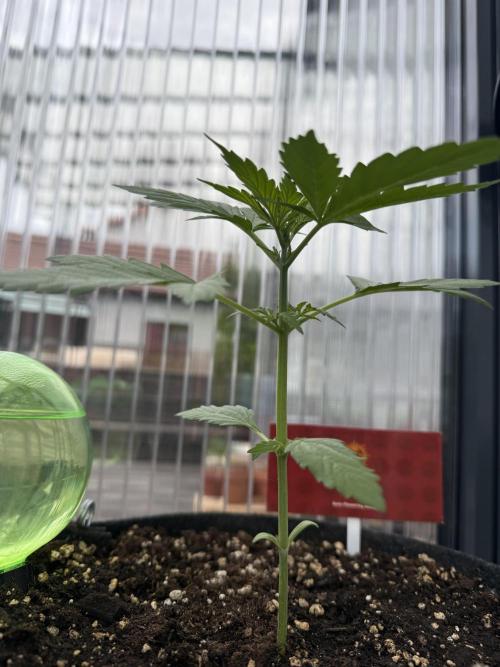 Psychedelic. Week 4