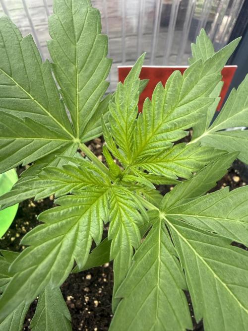Psychedelic. Week 4