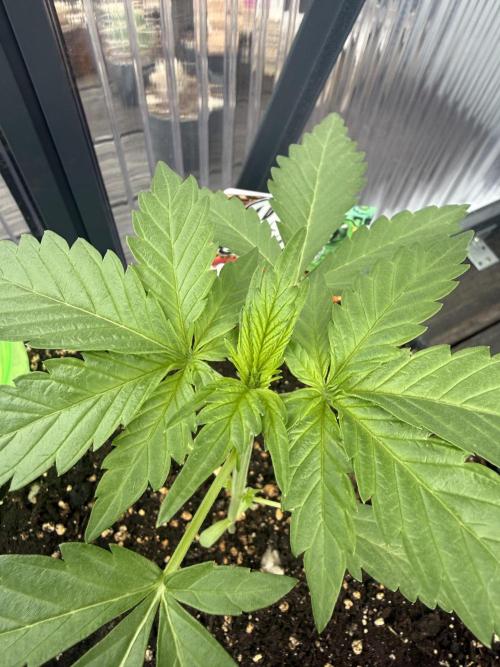 Keksiiiiii. Week 4