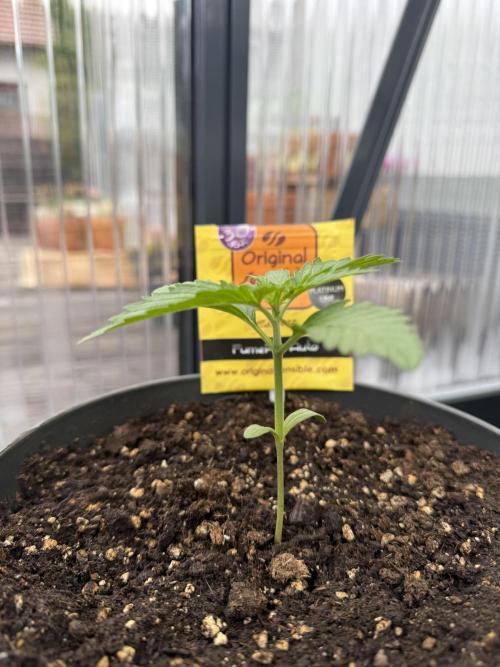 Fume-Pop. Week 3
