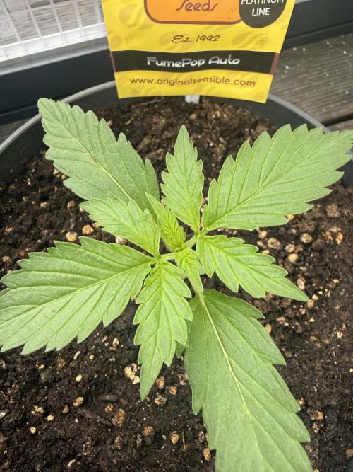 Fume-Pop. Week 3