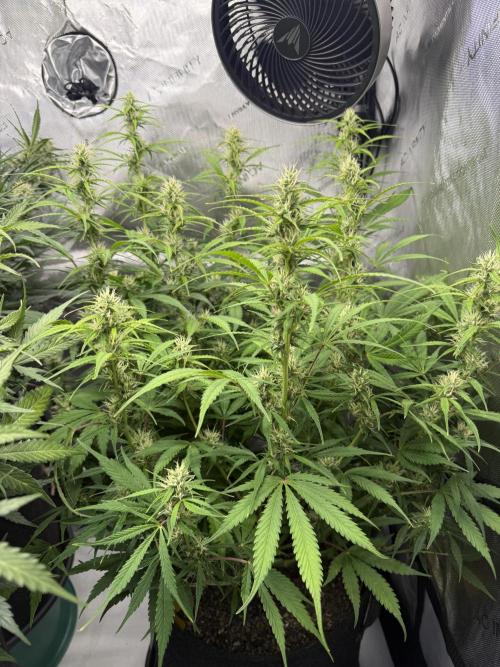 Lilly. Week 9