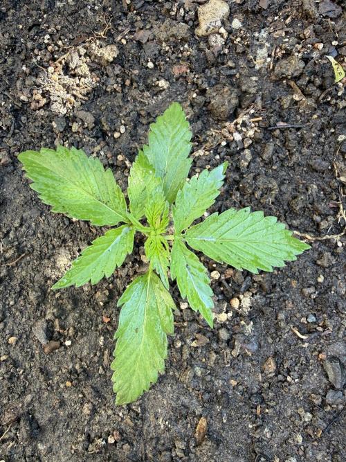 Fume-Pop. Week 3
