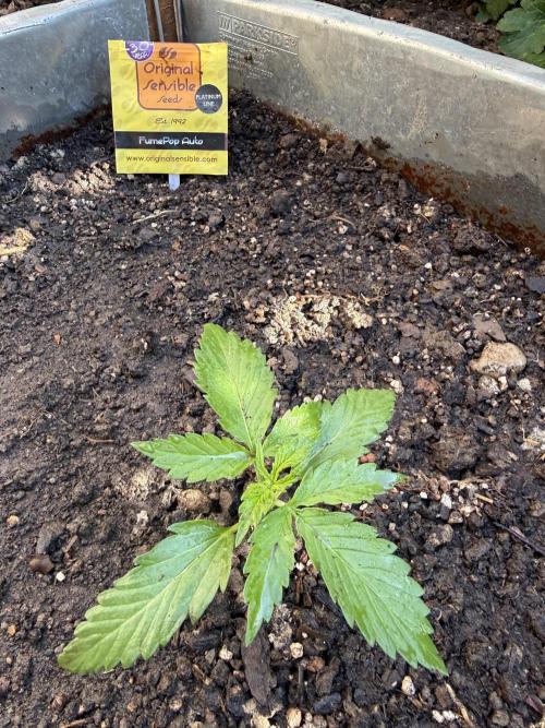 Fume-Pop. Week 3