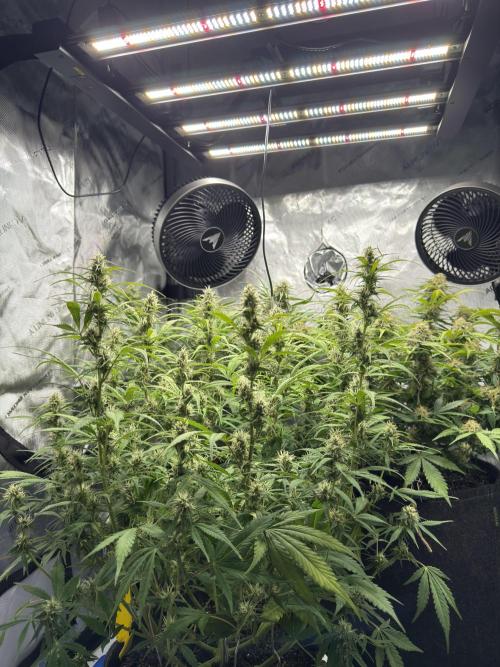 Cherry Kush. Week 10