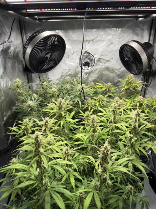 Cherry Kush. Week 10