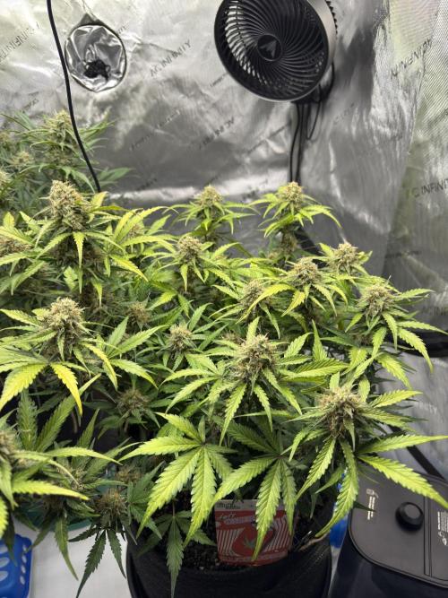 Cherry Kush. Week 10