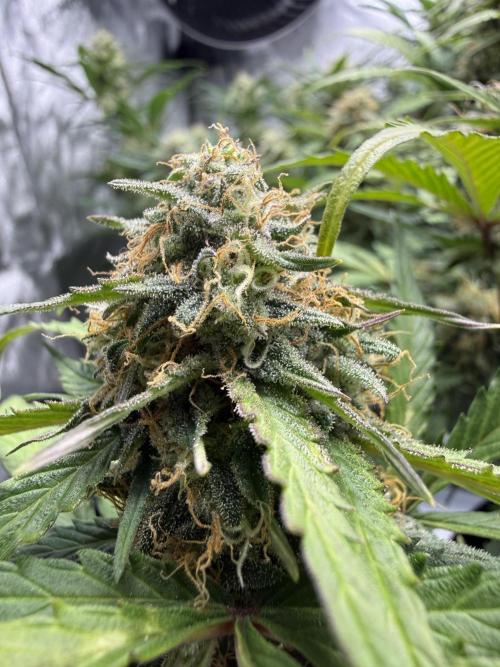 Cherry Kush. Week 10