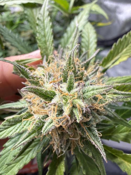 Cherry Kush. Week 10