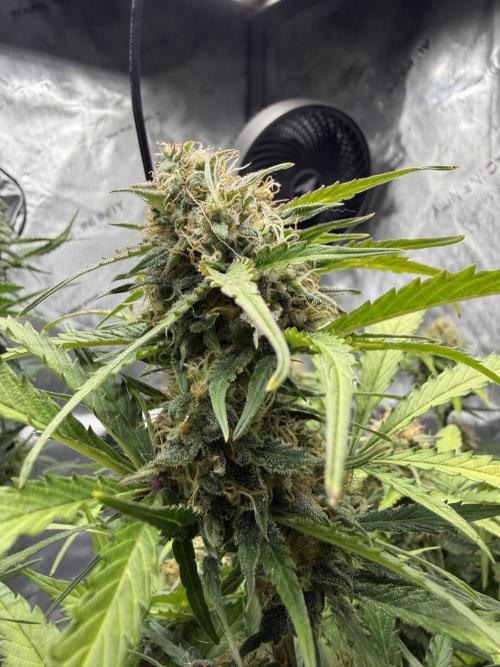 Cherry Kush. Week 10