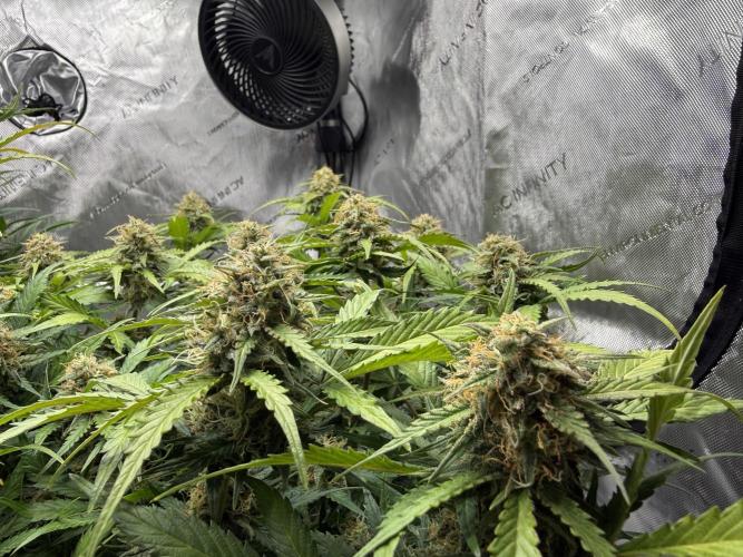 Cherry Kush. Week 10