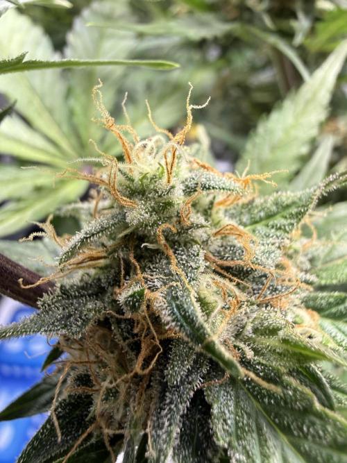 Auto Cherry Kush Coke. Week 10