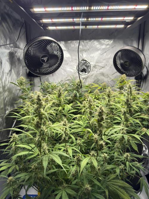 Thiny. Week 10