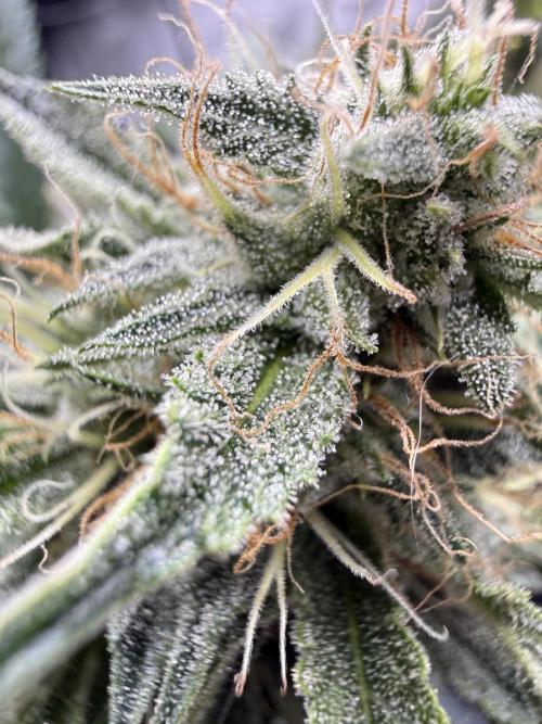 Thiny. Week 10