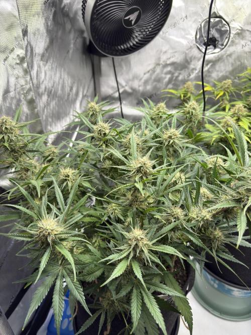 Thiny. Week 10