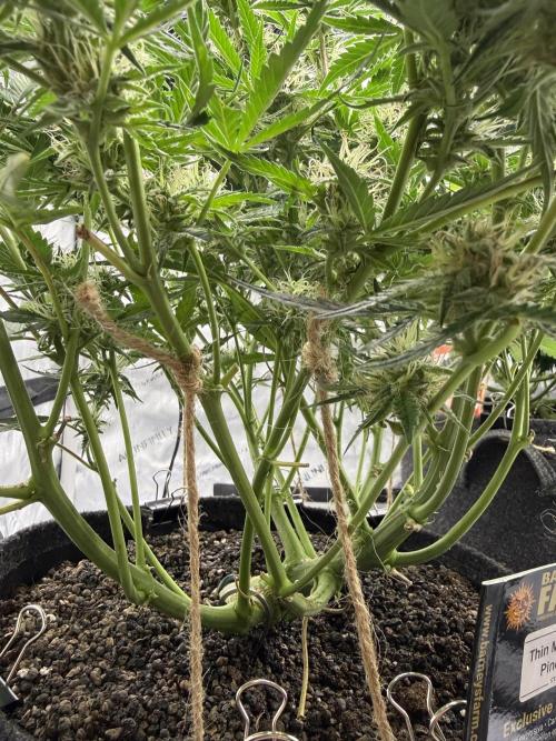 Thiny. Week 10