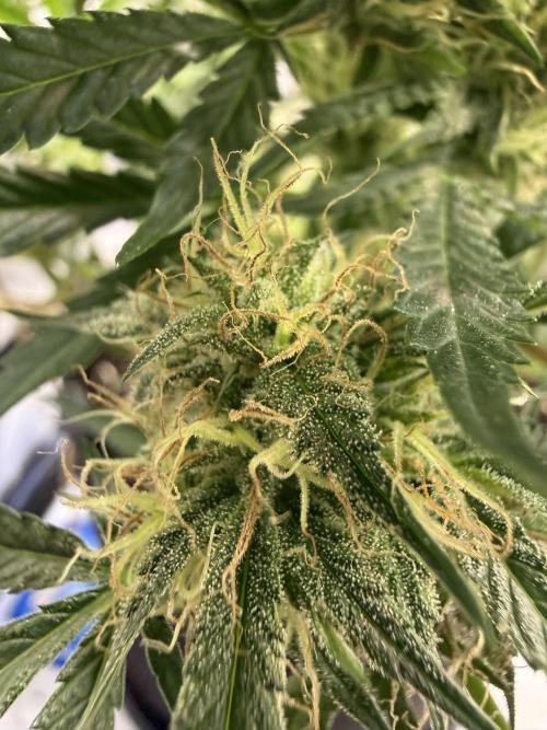 Thiny. Week 10