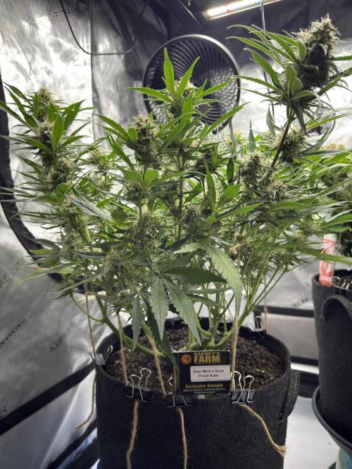 Cloudlab 733 Advance Grow Tent 3x3 (36 x 36 x 72). Week 10
