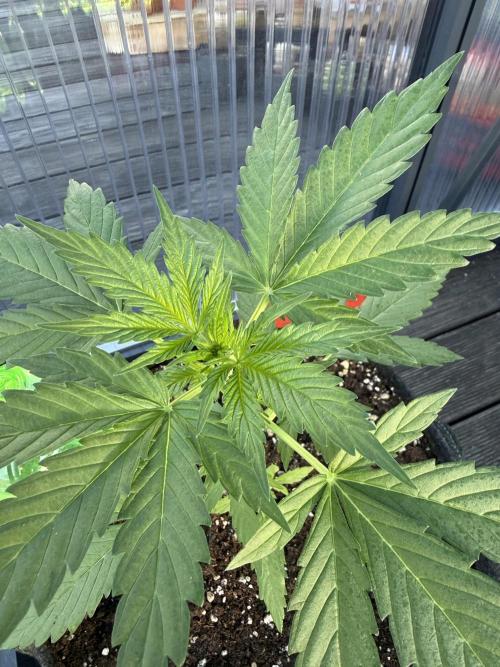 Psychedelic. Week 4