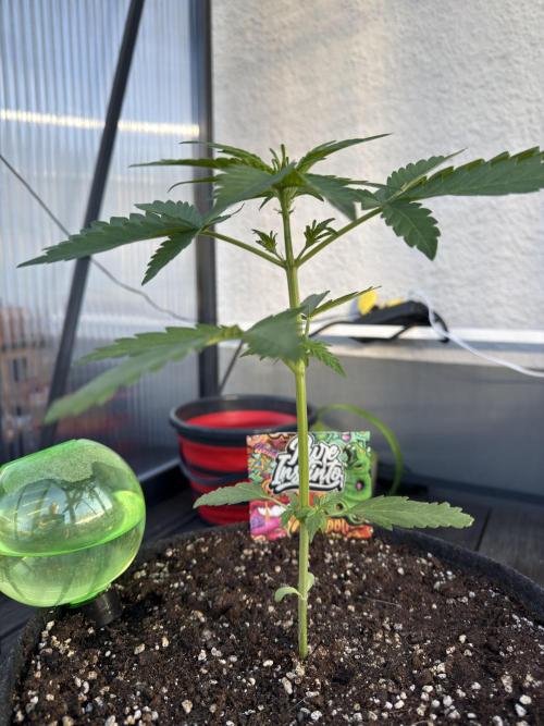 Keksiiiiii. Week 4