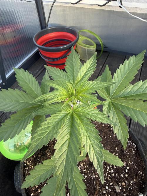 Keksiiiiii. Week 4